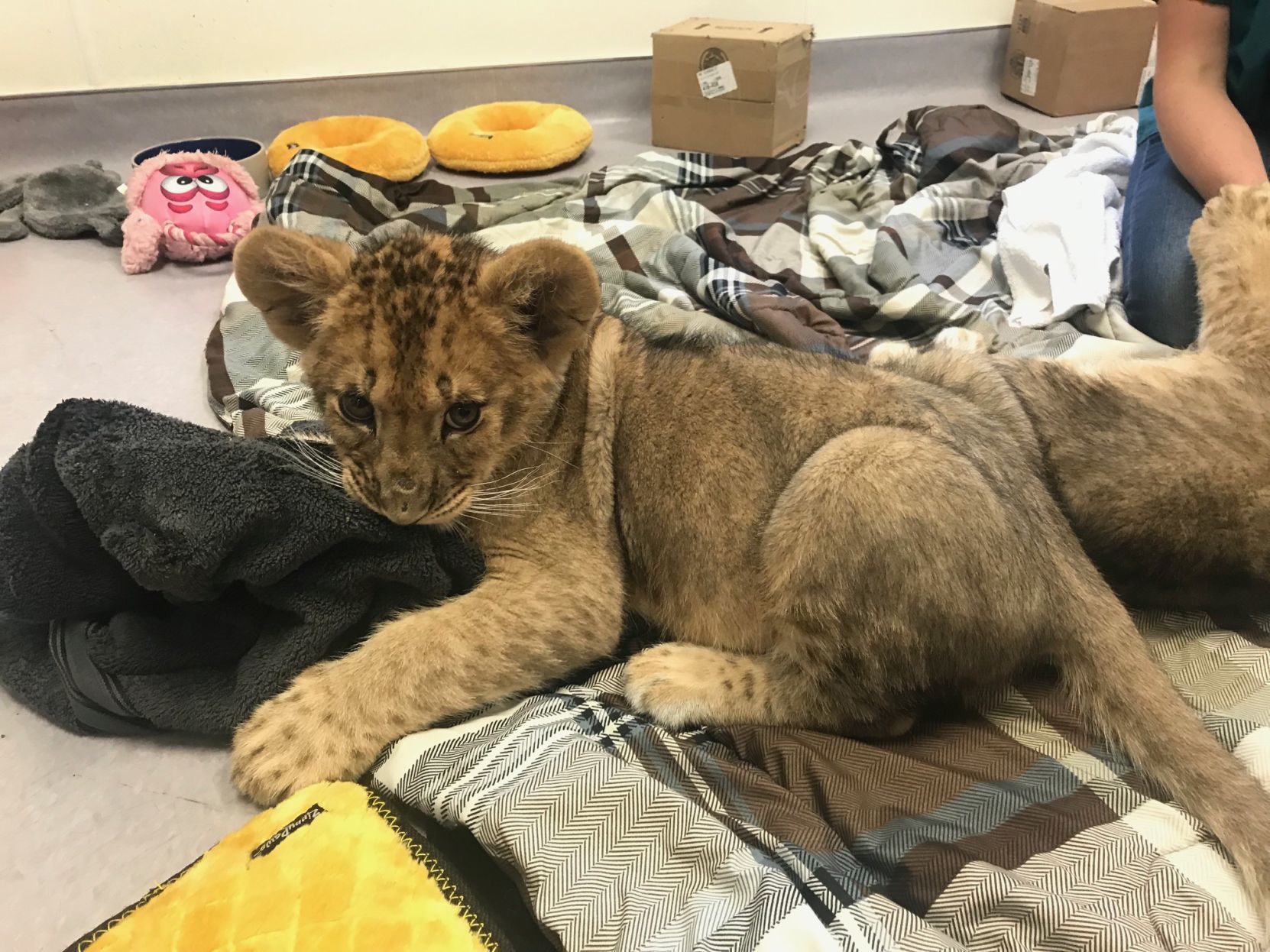 Discovery Kingdom lion cubs